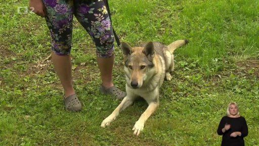 Zaměřeno na československé vlčáky