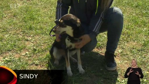 Nabídka psů z Lukavice