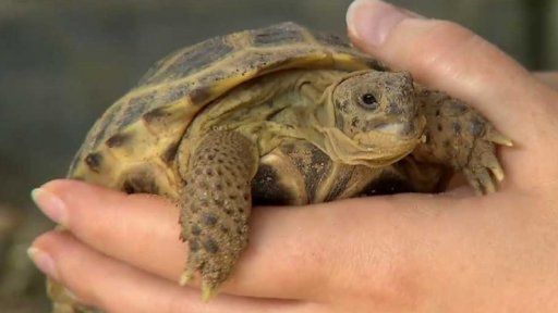 Zajímavosti o želvách