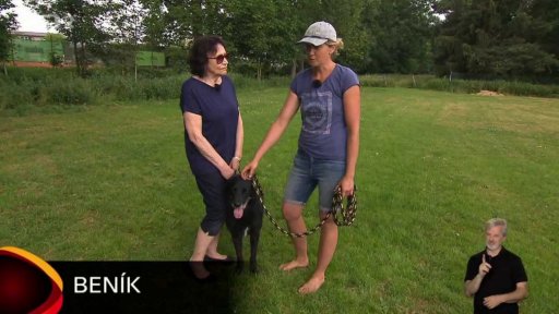 Nabídka psů ze Dvora Králové nad Labem