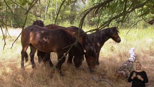 Divocí koně v Ptačím parku Josefovské louky