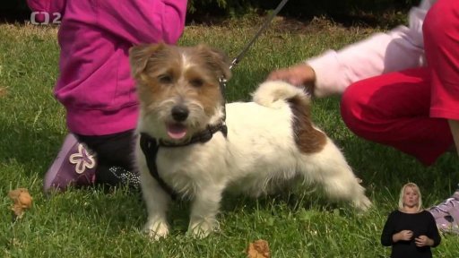 Miniseriál: Jack Russell teriér