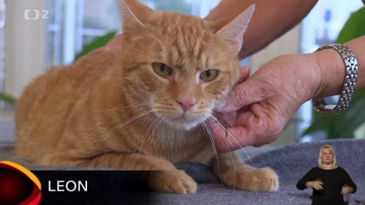 Nabídka koček z Dolních Měcholup