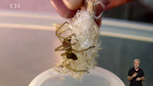 Postrach luk a strání: zápřednice