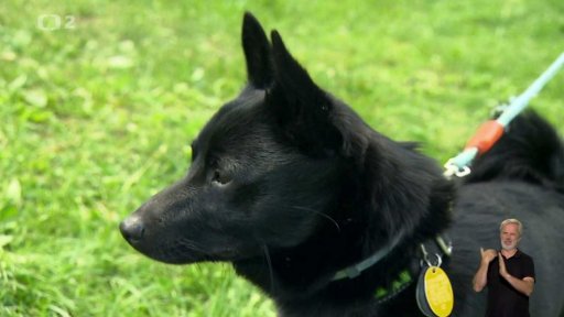 Šiperka – nejmenší ovčáček