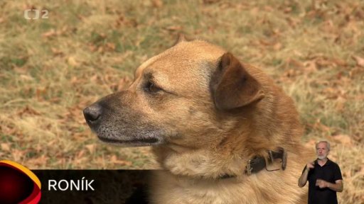 Nabídka psů z Chomutova a Jirkova