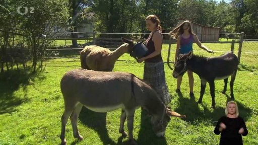 Zvířata na vlnu (i pro radost)