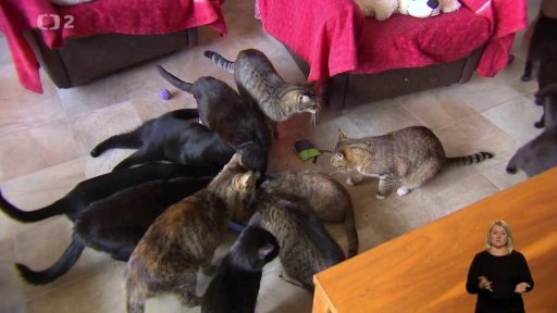 Jak se daří volně žijícím kočkám na Náchodsku