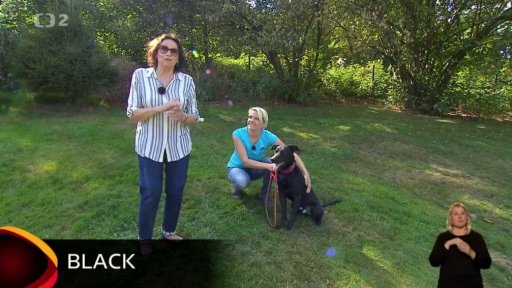 Nabídka zvířátek z Lučan nad Nisou