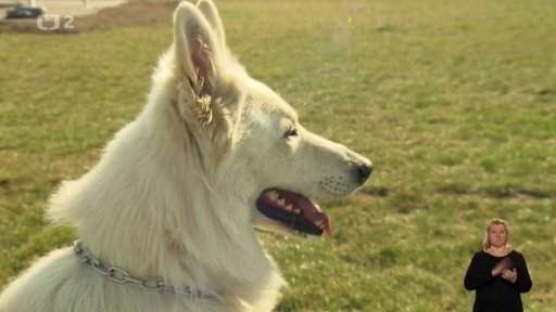 Bílý švýcarský ovčák