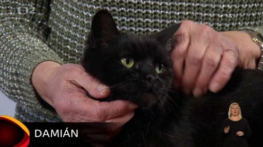 Nabídka koček z Tmaně