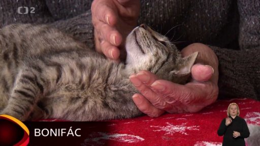 Nabídka koček ze Dvora Králové nad Labem