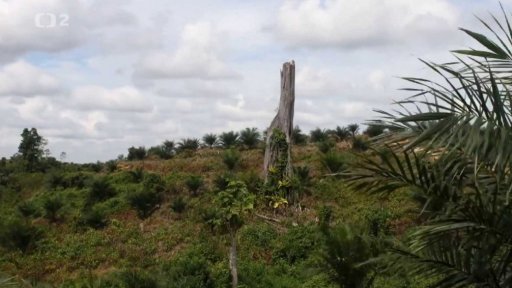 Proti palmovému oleji za záchranu zvířat