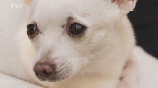 Jak vybrat vhodného psa (4)