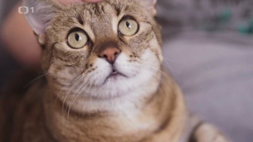 Rozmazlená Číča: v čem je problém?