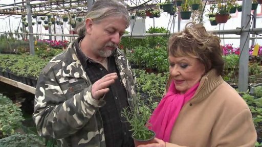 Pěstování bylinek