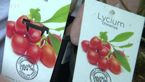 Kustovnice čínská