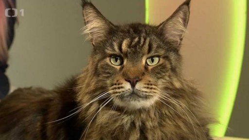 Mainské mývalí kočky