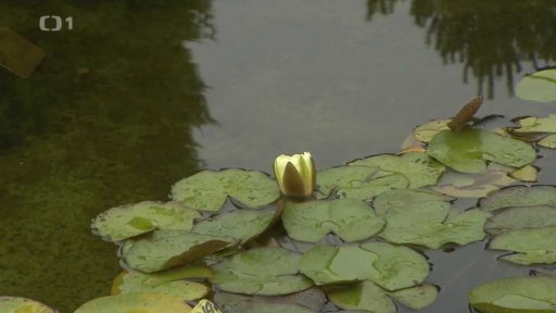 Rostliny pro zahradní jezírka