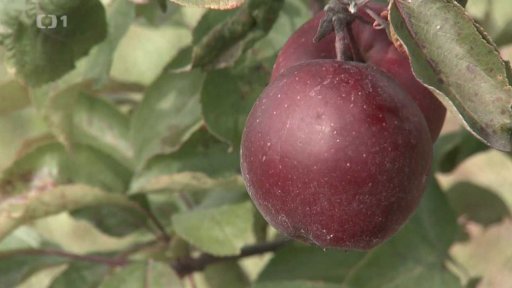 Jablka s červenou dužinou