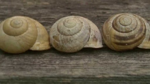 Pohádka z cukřenky (r. Květa Přibylová, 2010, 5 min.)