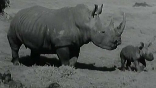 V jihoafrickém národním parku je narození nosorožce vzácností