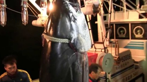 Rekordně drahý tuňák