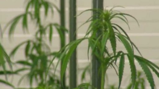 Léčebné konopí má být dostupnější