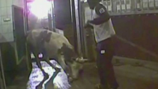 Kontroly polského masa