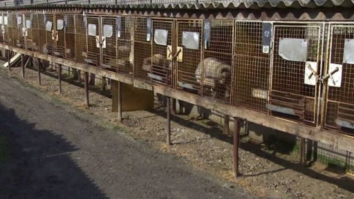 Konec kožešinových farem