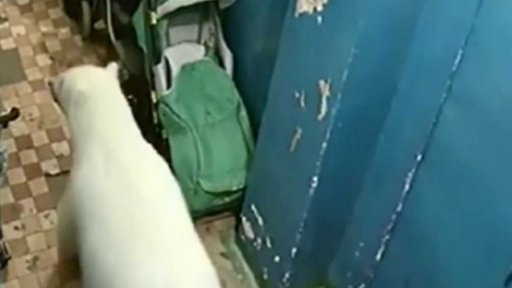 Stav nouze kvůli ledním medvědům