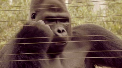 Toulavý autobus pražské zoo v Kamerunu