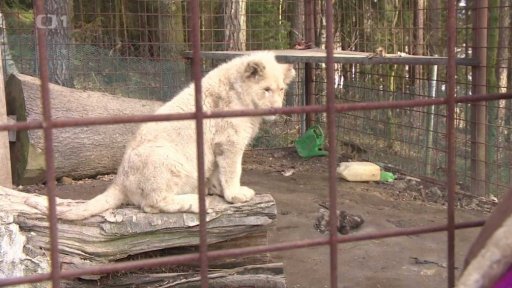 Nepovolený chov lvů na Jindřichohradecku