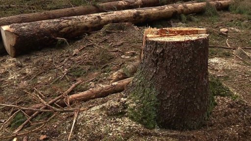 Změnou zákona proti kůrovcové kalamitě