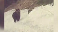 Záběry medvěda, který běžel po silnici u horské osady Visalaje