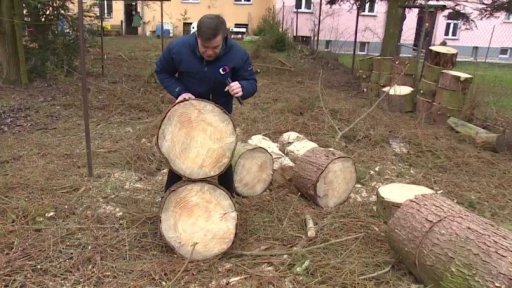 Šíření kůrovce z pokácených stromů