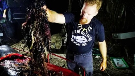Velryba spolykala 40 kilogramů plastů