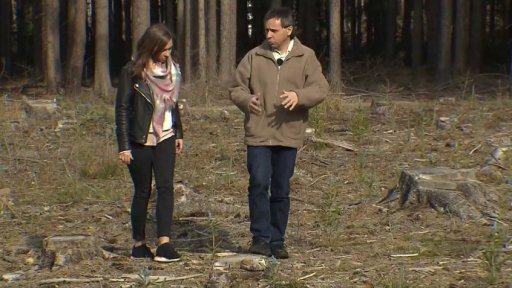 Česko zasažené kůrovcem