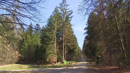 Budoucnost kůrovce v Česku