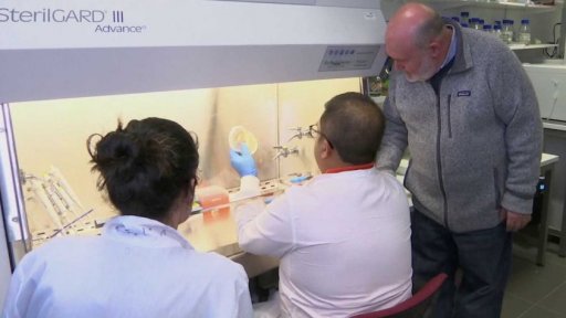 Mořské řasy místo plastu