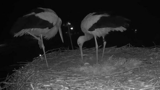 Snůška čapího vejce