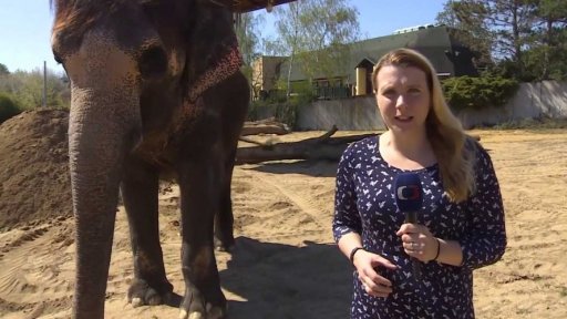 Příběh slonice ze zoo v Ústí nad Labem