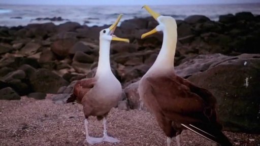 Zpráva OSN: Milionu druhů hrozí vyhubení