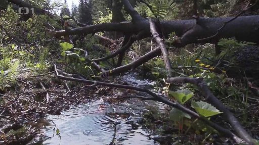 Lavina pomohla přírodě v Jeseníkách