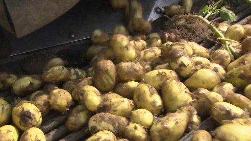 Začala sklizeň raných brambor