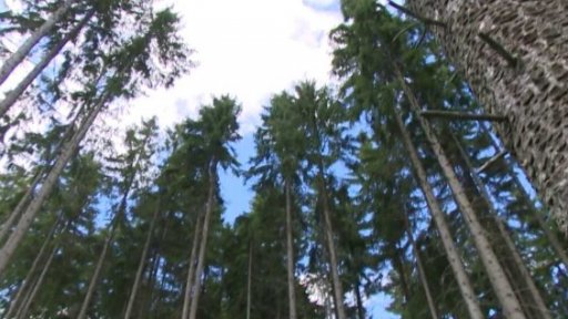 Poslanci jednali o novele lesního zákona