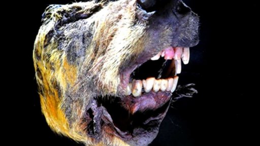 40 000 let staré ostatky vlka a lva