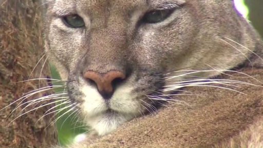 Varování před pumou