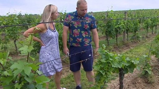 Potíže pěstitelů kvůli chorobám vinné révy