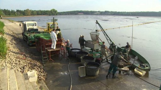 Likvidace nakažených ryb na Pardubicku